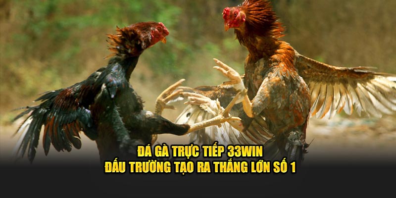 Đá gà trực tiếp 33Win