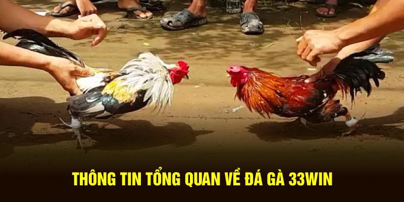 Thông tin tổng quan về loại hình Đá gà 33win